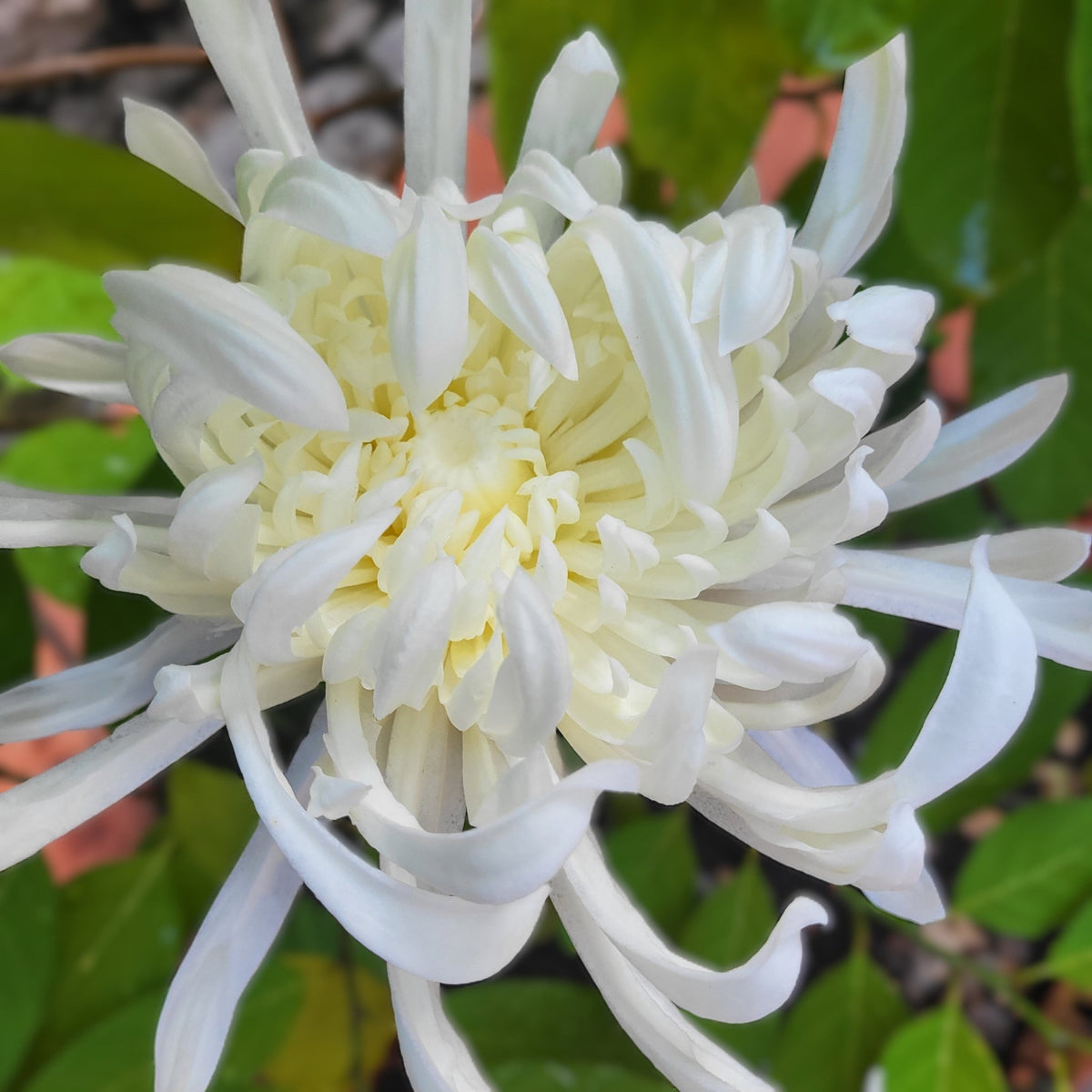 The large white artificial chrysanthemum shown in a home setting, a startlingly lifelike single bloom