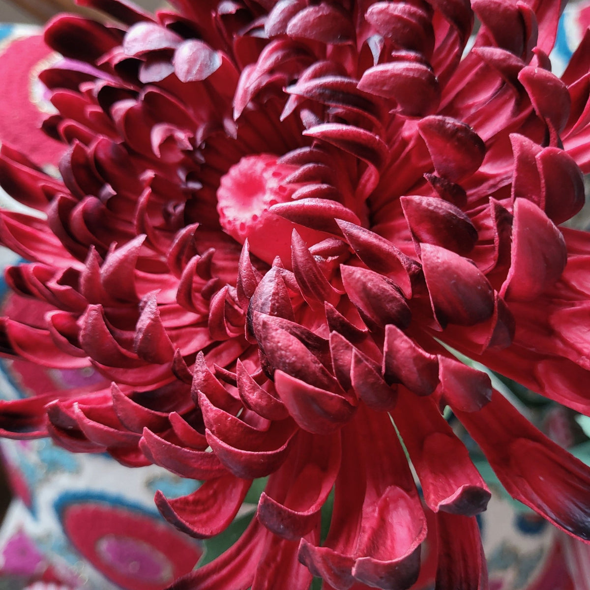 A large artificial chrysanthemum in white, lifelike enough to pass for a freshly cut bloom from a garden