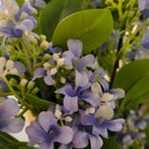 Artificial Flower Jasmine from Inside Living Singapore, accessories. Shown styled in a home setting.