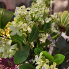 Lifelike artificial jasmine with delicate flowers in cream, green, white, blue or red for displays